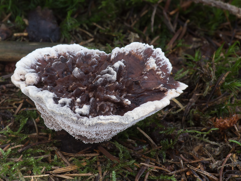 Hydnellum peckii